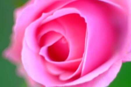 Pink rose closeup photo