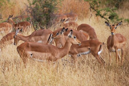 Safari park kruger
