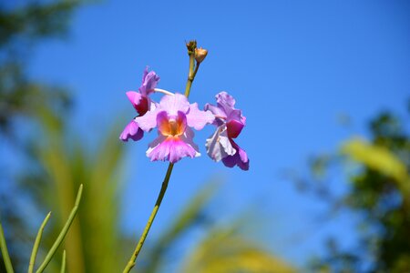 Beautiful nature floral photo