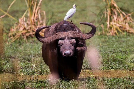 Animal buffalo bird photo