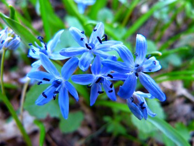 Blossom bloom blue