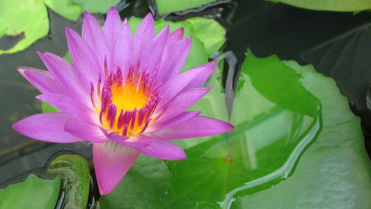 Plant natural flower