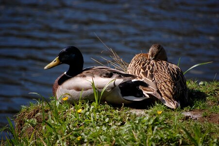 Animal world animal water bird