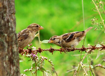 Bird nature animals photo