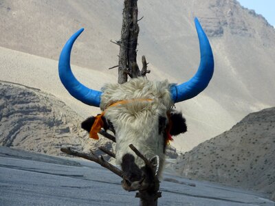 Annapurna bull himalayas photo