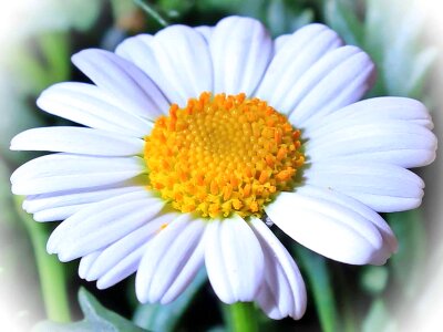 Beautiful Flowers blooming blossom