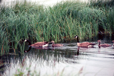 Canada Geese and brood photo