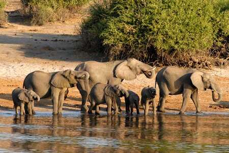 Elephant chobe riverside