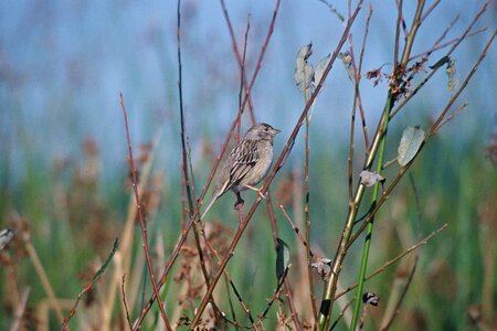 Bird Fringillidae habitat photo