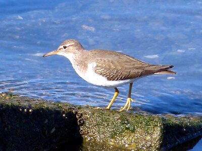 Animal bird Scolopacidae