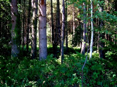 Camp forest local