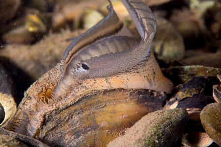 Plain pocketbook mussel displaying lure, fish mimic with eye spot-1