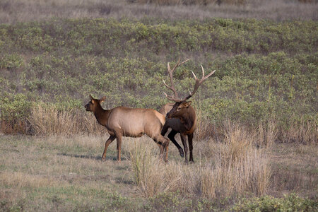 Bull Elk in rut photo