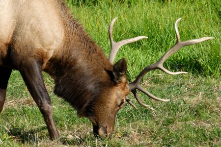 Wildlife grazing deer photo