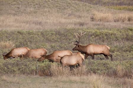 Bull Elk with family group-3