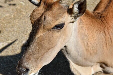 Animal animals antelope