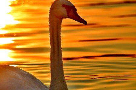 Beautiful Photo close-up head