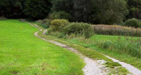 Nature reported forest photo