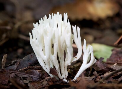 mushrooms at a wild forest photo