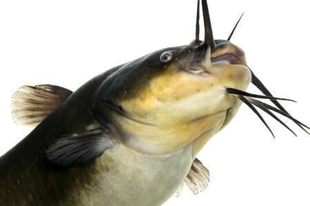 Black bullhead-2 photo