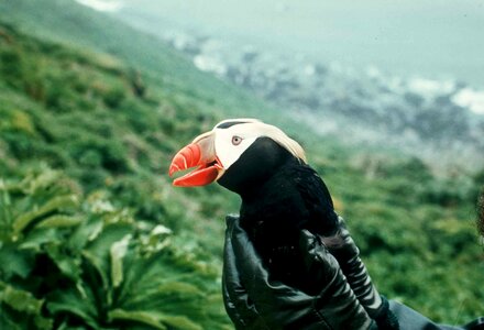 Animal bird Fratercula arctica
