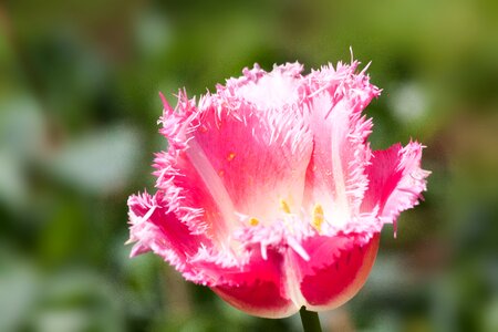 Flower schnittblume blossom