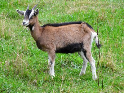 Domestic goat capra aegagrus hircus pet photo