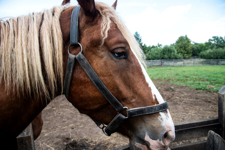 Horse Face Close-up