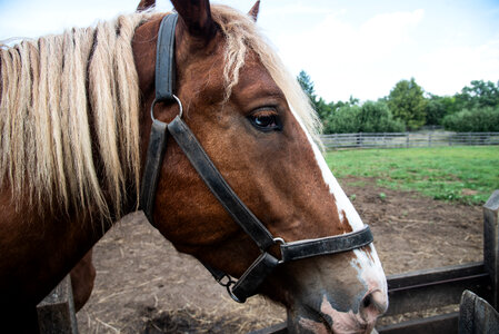 Horse Face Close-up photo