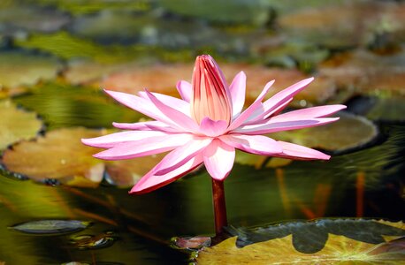 Aquatic beautiful beautiful flowers