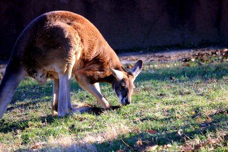 Animal kangaroo mammal