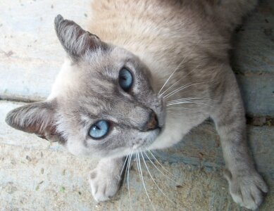 Feline kitty domestic photo