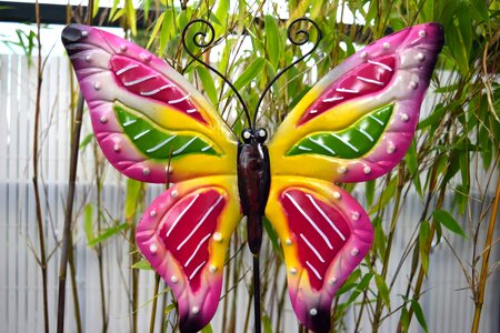 Beautiful beautiful photo butterfly