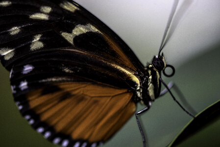 Black and orange butterfly with white dots on wing macro photo