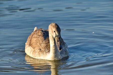 Lake ornithology swan