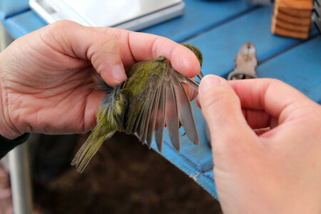 Biologists measure each bird photo