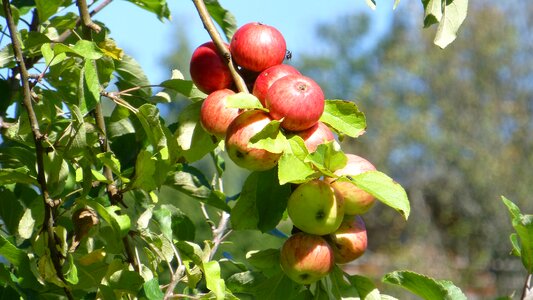 Fruit red sweet
