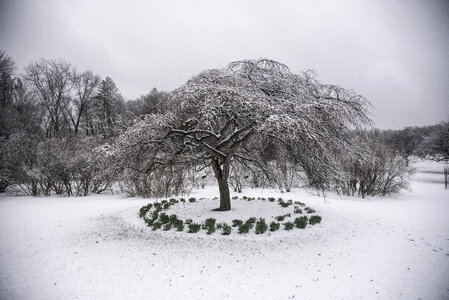 Frozen Trees in the winter with circle of plants
