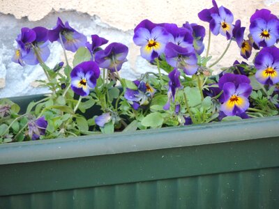 Flower garden nature