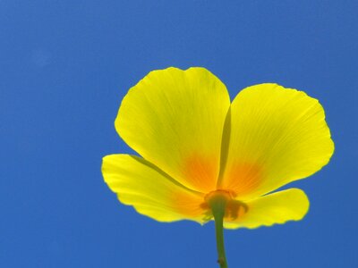 Beautiful Flowers bloom blooming