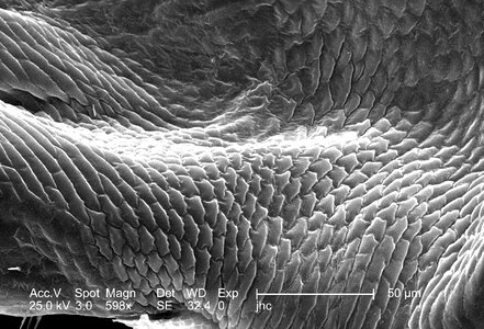 Louse male sight