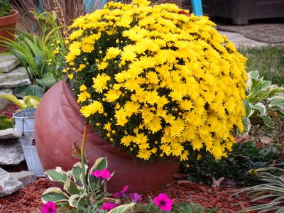 Pot pottery plant photo