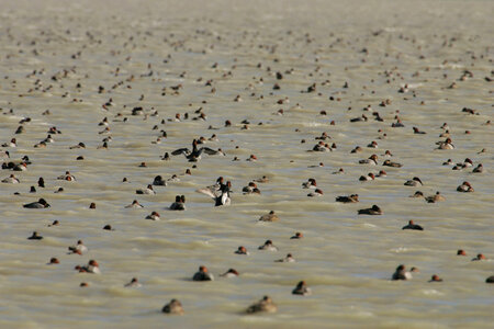 Flock of waterfowl on the water