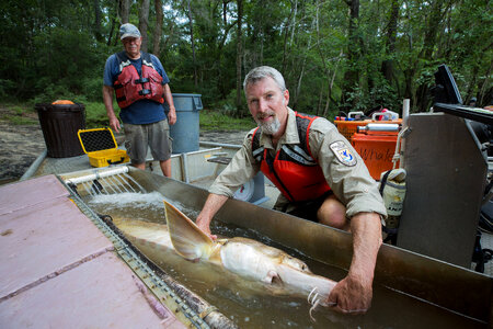 Fisheries biologists holds fin on a Gulf sturgeon-2