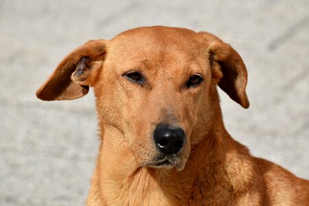 Beautiful dog ear photo