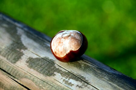 Autumn autumn season chestnut