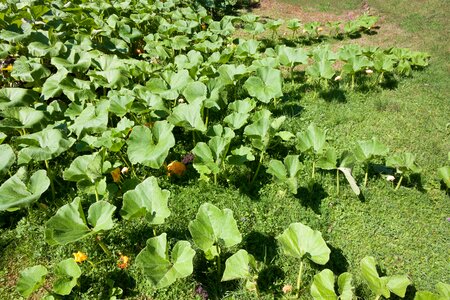 Garden orange yellow