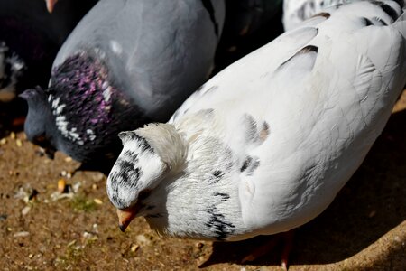 Feeding pigeon white photo