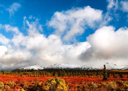 Foliage Denali National Park & Preserve photo