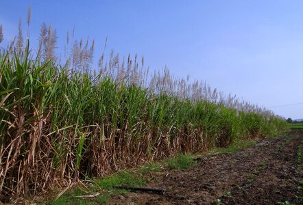 Crop field india photo